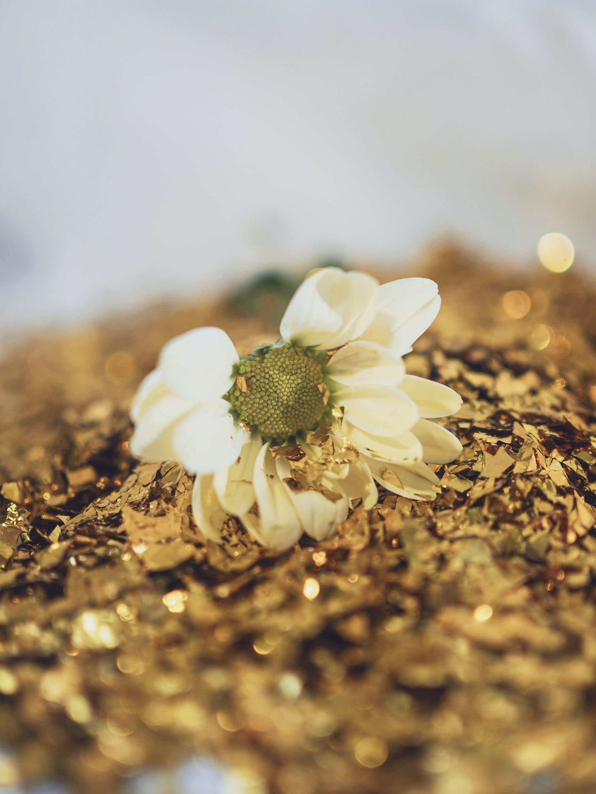 FSS GOLDEN CHAMOMILE BLEND BG 