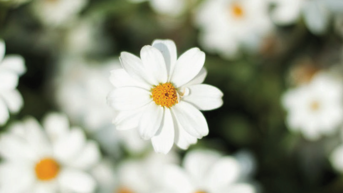 FSS DAISY EXTRACT G PF