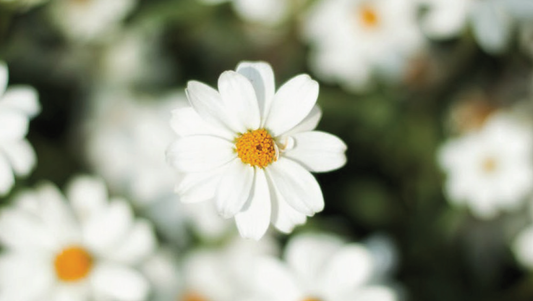 FSS DAISY EXTRACT G PF