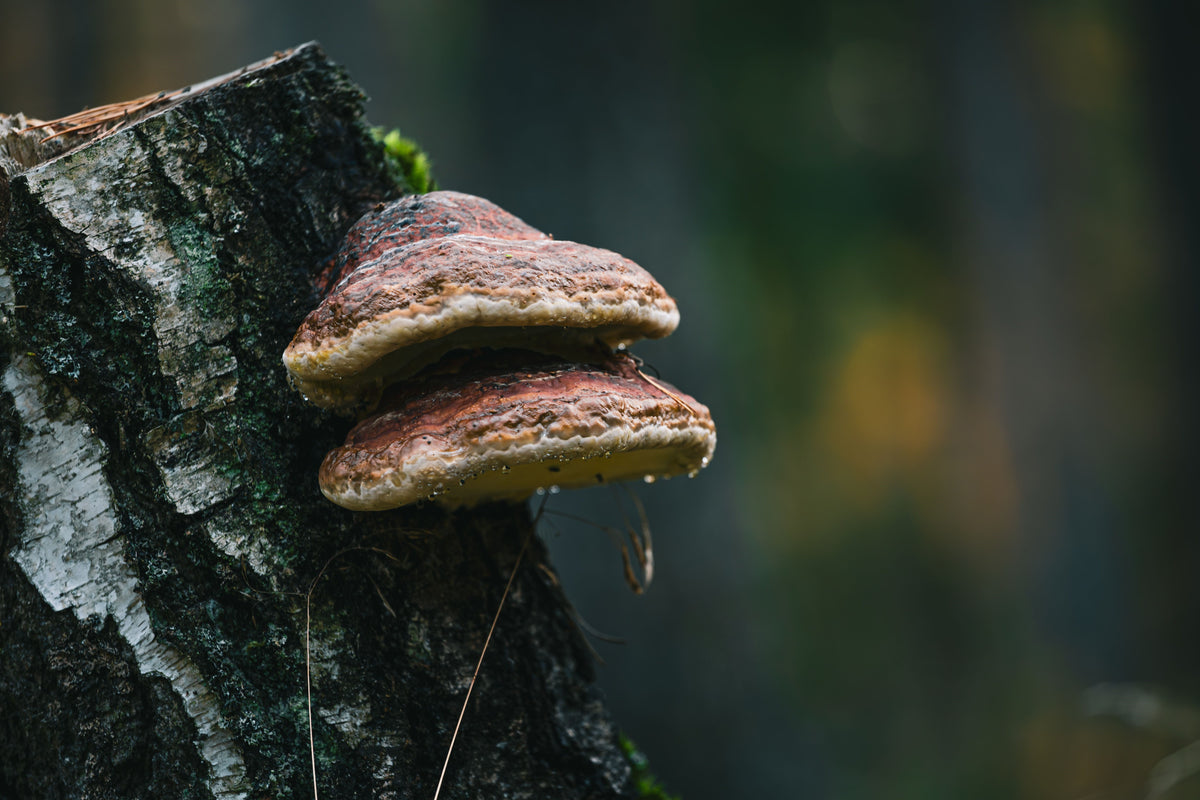 FSS CHAGA MUSHROOM EXTRACT 5 SNO