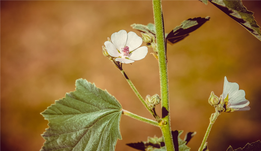 FSS MARSHMALLOW ROOT EXTRACT SNO