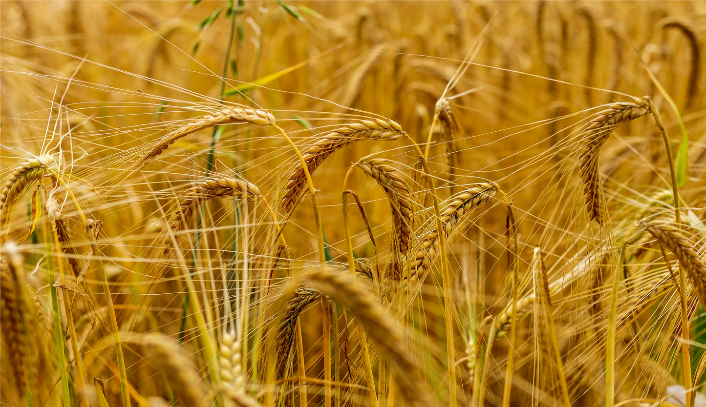 FSS QUATERNIZED PLANT KERATIN PBF 