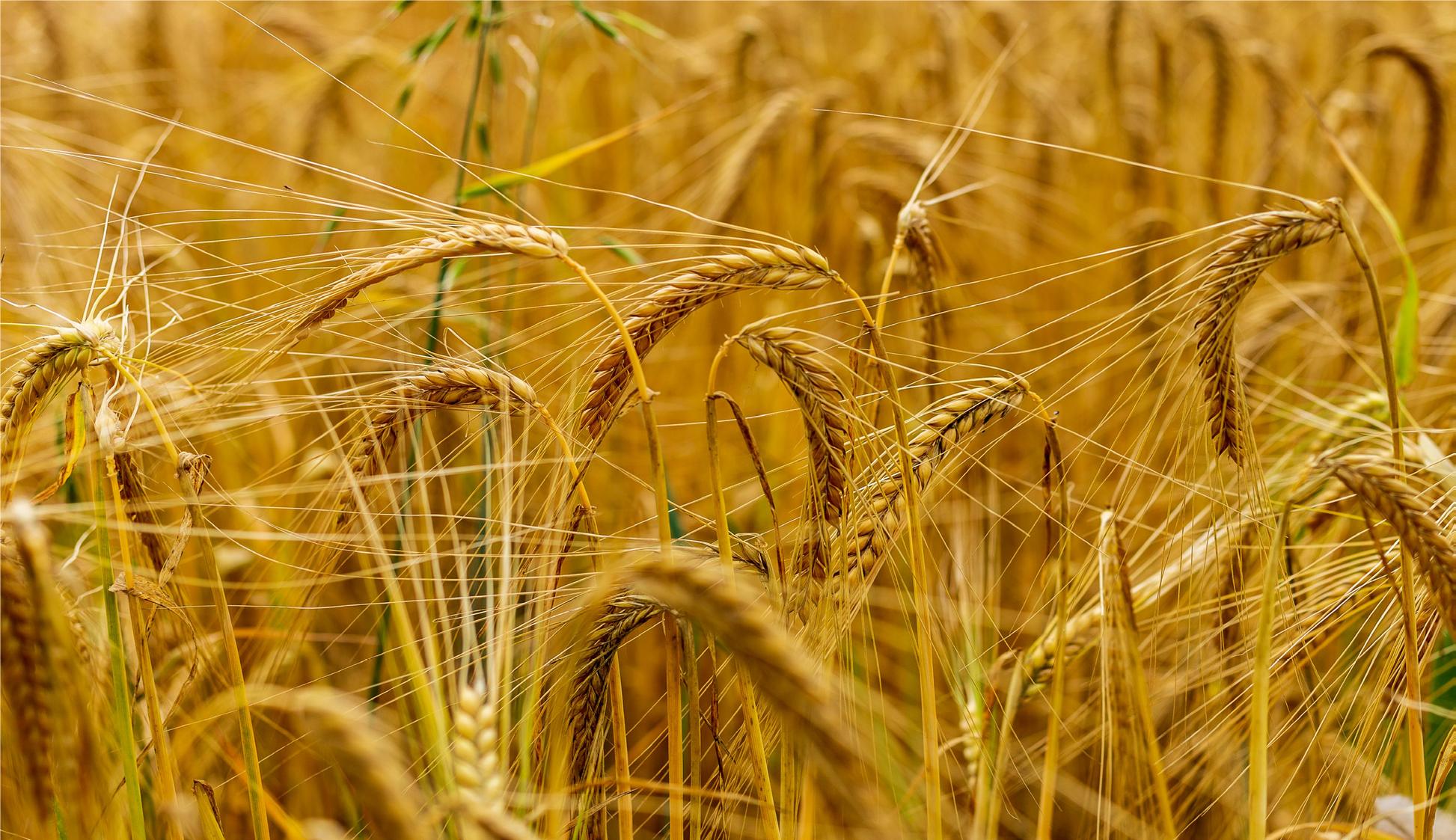 FSS QUATERNIZED PLANT KERATIN PBF 