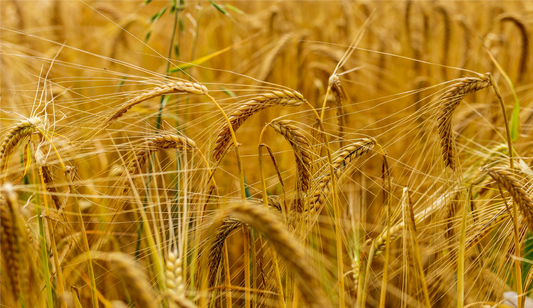 FSS QUATERNIZED PLANT KERATIN PBF 