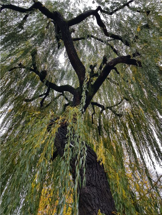 FSS BIOPOLYMER WILLOW BARK PET 
