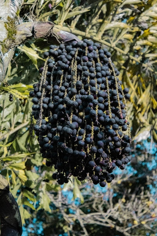 FSS ACAI EXTRACT BG DRK