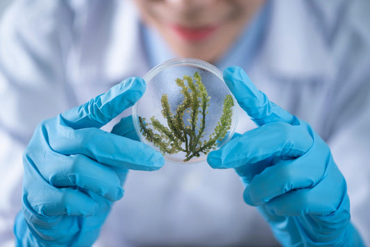 FSS Algae Extract RS