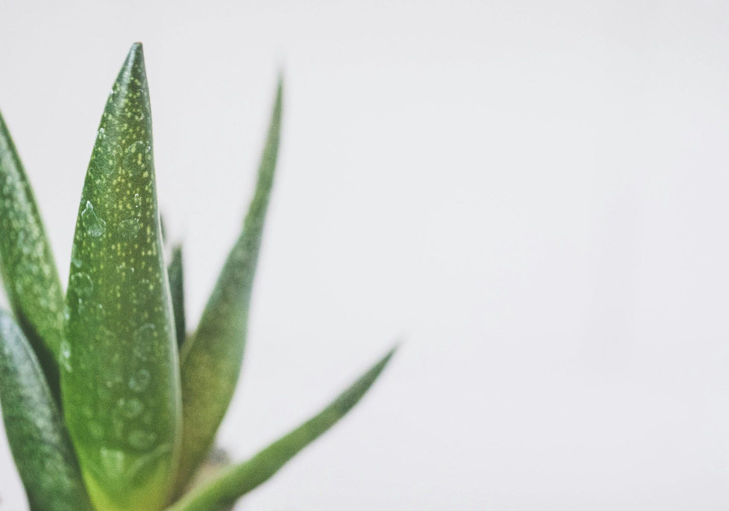 FSS Aloe Extract SNO
