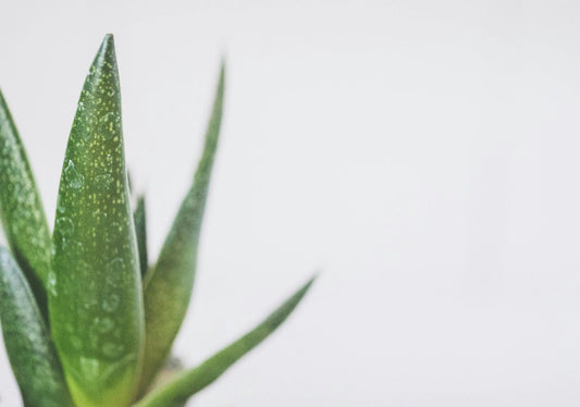FSS Aloe Extract SNO