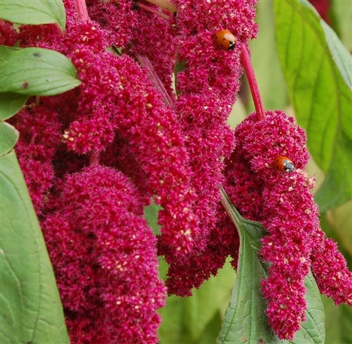 FSS AMARANTHUS SQUALANE