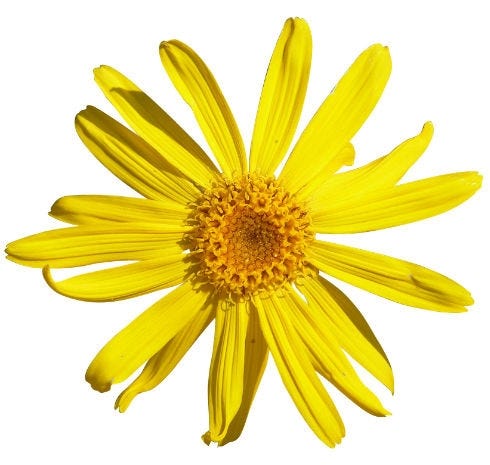 FSS Arnica Extract PF