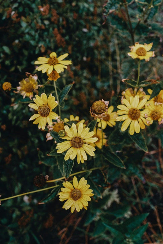 FSS Arnica Extract SNO