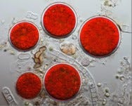 FSS Astaxanthin Extract SF