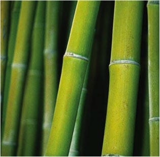 FSS Bamboo BioFerment PF