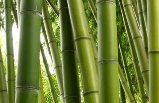 FSS Bamboo Extract G (Glycerin) 