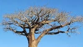 FSS Baobab oil