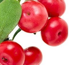 FSS Bearberry Extract G