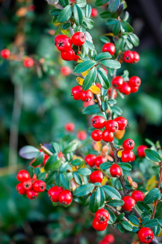 FSS Bearberry Extract SNO