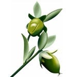 FSS Biomimetic Jojoba Oil Golden