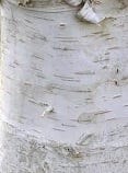 FSS Birch Wood Bark Extract PF
