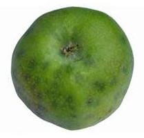 FSS Bitter Apple Extract