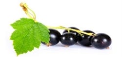 FSS Black Currant Extract OS