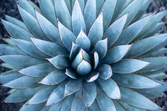 FSS Blue Agave Ferment