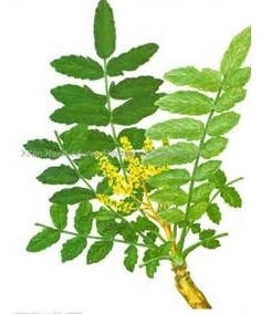 FSS Boswellia Extract G