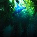 Sea Kelp BioFerment SF - Our Trade Name: FSS Bull Kelp BioFerment SF