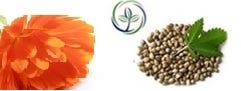 FSS Calendula Extract HSO