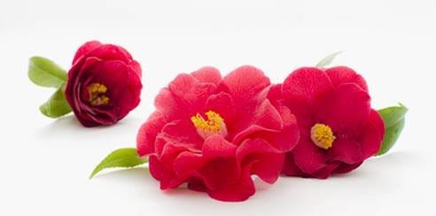 FSS Camellia Japonica Extract ECO