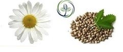 FSS Chamomile Extract HSO