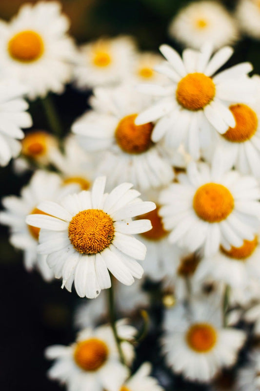 FSS Chamomile Extract SNO