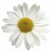 FSS Chamomile Water Hydrosol