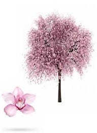FSS Cherry Blossom Extract OS
