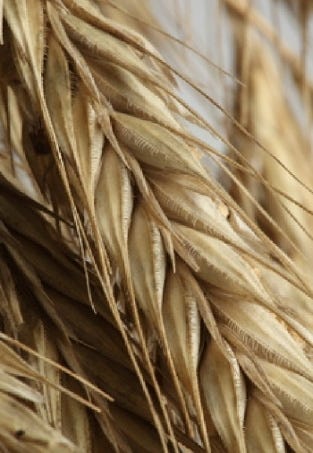 FSS Colloidal Oat Flour