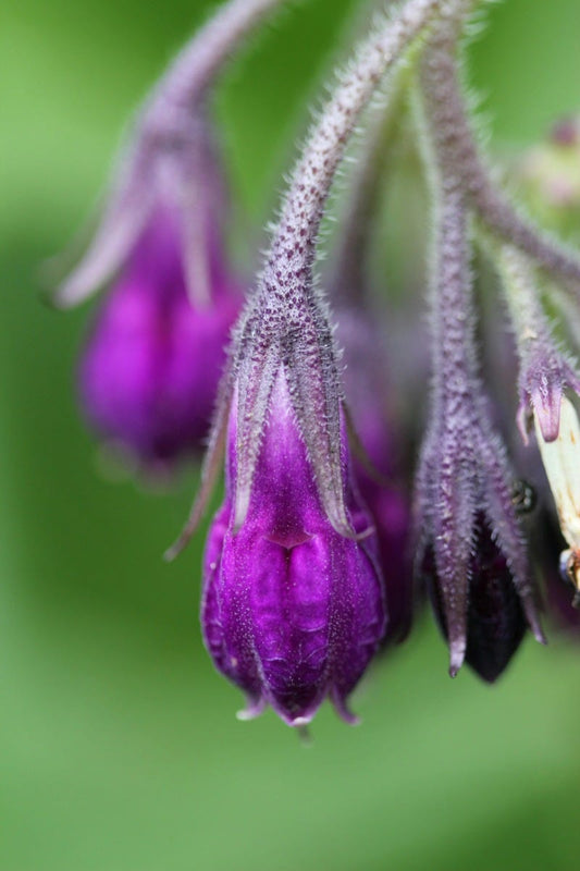 FSS Comfrey Extract RS