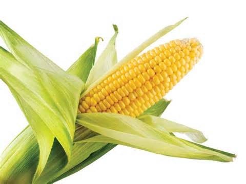FSS Corn Hydrolysate PF