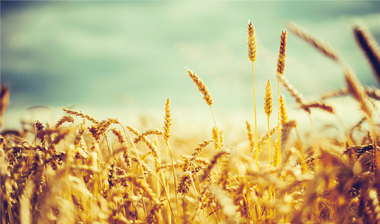 FSS Corn Hydrolysate PF DRK