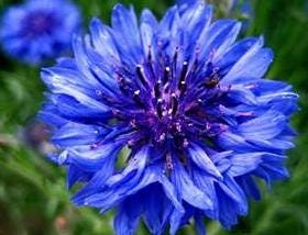 FSS CORNFLOWER EXTRACT BG