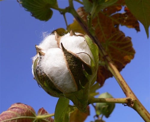 FSS Cotton Extract PBF