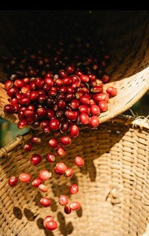 FSS CRANBERRY SEED OIL