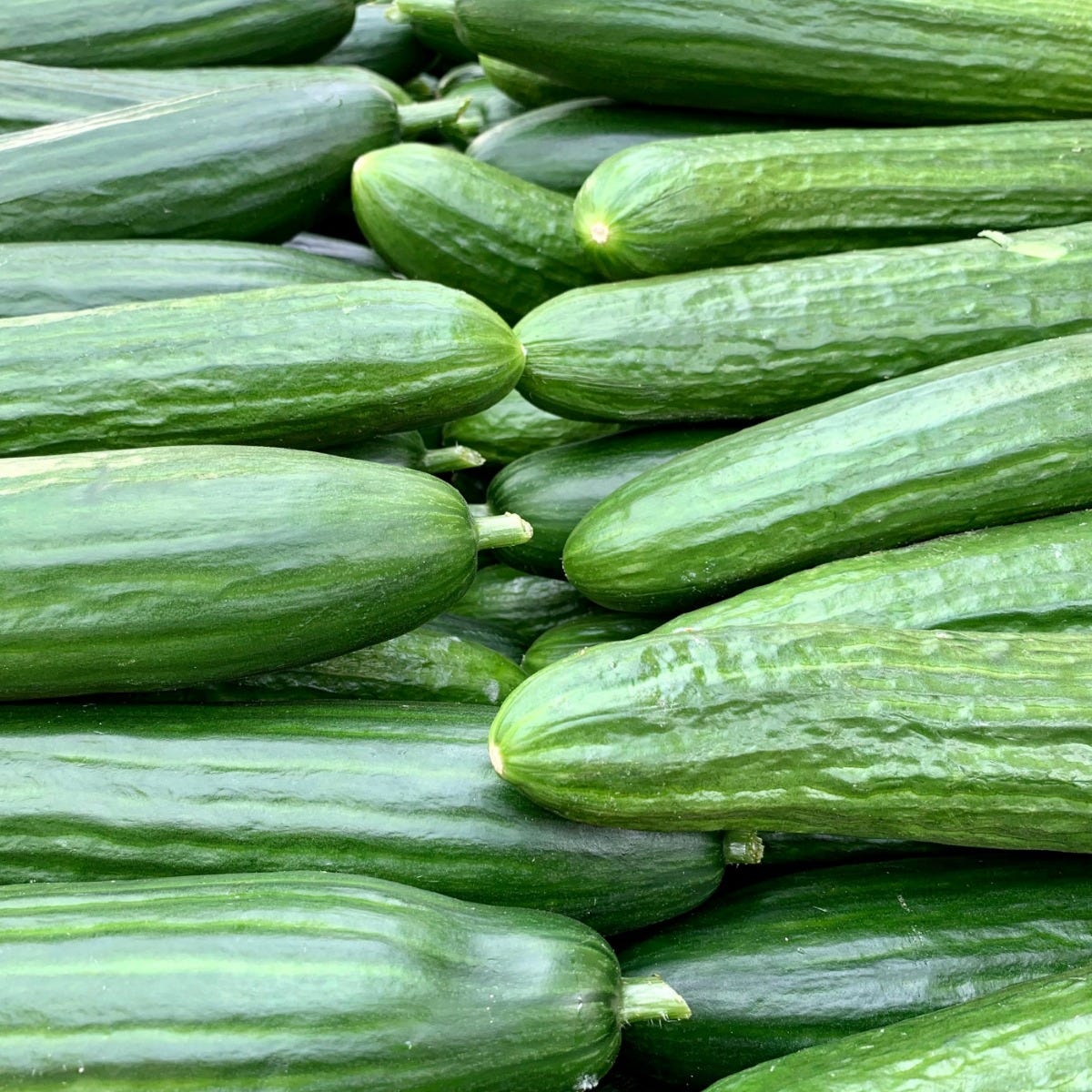FSS Cucumber Extract RS