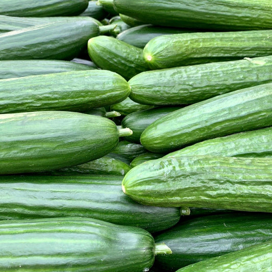 FSS Cucumber Extract RS