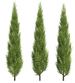 FSS Cypress Extract G