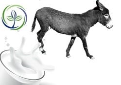 FSS Donkey Milk Extract PF