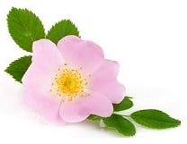 FSS Ecuadorian Rose Extract OS