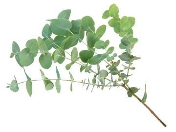 FSS Eucalyptus Extract G