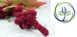 FSS Foaming Amaranth PET