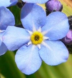 FSS Forget-Me-Not Extract G